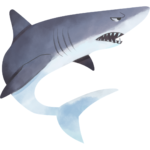 all about sharks! picture books for kids